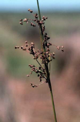 PLANT - Juncus roemerianus