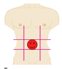 The centermost region which includes the umbilicus