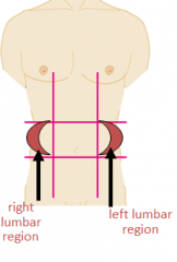 Between the ribs and the flaring portion of the hip bones; lateral to the umbilical region