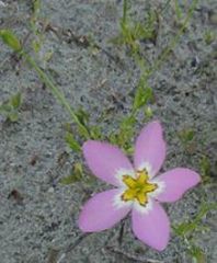 PLANT - Sabatia stellaris