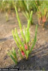 PLANT - Salicornia depressa