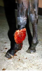 You are called out to examine a horse with a nodular lesion on its leg. Upon closer examination you notice it has a yellow-ish colour to it and lots of yellow nodules. What is the most likely diagnosis?