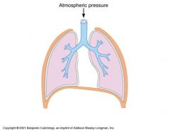 Serious membrane that encloses the lungs