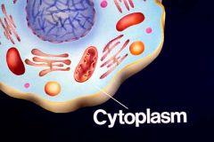 Cytoplasm 
 
Flows within cell
"holds" organelles
 
Located between nucleus and cell membrane