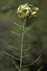 Coincya monensis, Brassicaceae