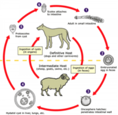 Coccidia
Effects cattle, sheep, goats, poultry.Affects liver and intestineSymptoms are diarrhea, weight loss, and dehydrationTreat it by just give medication to help stop the life cycleGood feeding practices and sanitation can help prevent it