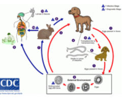 Roundworm Egg*
Effects dogs and cats.Symptoms are fever, blood in stool, and appetite loss.Treatments Fenbendazole, milbemycin oxime, moxidectin, and pyrantel pamoate are approved for the treatment of ascarid (T. canis, T. cati, and/or Toxascaris ...
