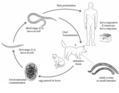 Whipworm Egg*
They effect dogs and sometimes can effect humans.Symptoms are inflammation, hemorrhage, and anima.Treatments are piperazine salts, pyrantel pamoate, and their are many others.Animals should be restricted from contaminated areas. Ther...