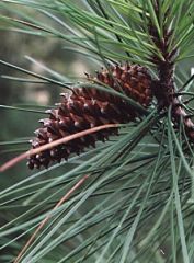 Pinus pinaster, Pinaceae