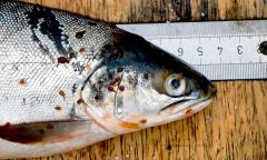 What are clinical signs of sea lice in salmon?
