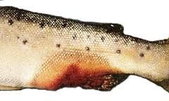 What is the major bacterial cause of disease in fish? Name the bacteria and what it causes?