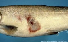 Furunculosis caused by Aeromonas Salmoncida.

Septicaemia of fish.