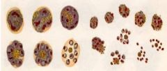 Have pigment granules and occupy more space in RBC as it grows
Have merozoites, whose # and size depend on spp