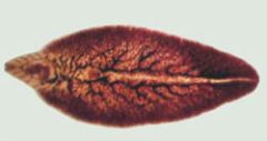 Class Trematoda; Genus Fasciola, Fascioloides or Dicrocoelium