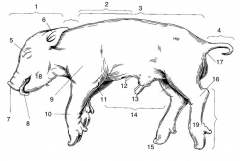 external anatomy of pig5,6,7,8,10,11,12,13,16,17,4, unmarked near 13