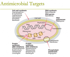 antimicrobial targets: 
cell wall synthesis 
 
1. bacitracin 
2. beta-lactam antibiotics: ie carbapenems, cephlosporins, etc
3. cephamycins
4. D- cycloserine
5. fosfomycin
6. monobactams (aztreonam)
7. Penicillins
8. Glycopeptide- Vancomycin 