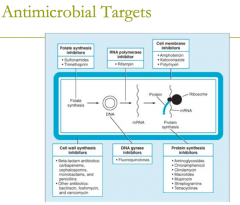 antimicrobial targets: 
folate synthesis inhibitors (2)
1. sulfonamids
2. trimethoprim