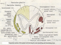 3 parts:
Ascending tracts (1)
Descending tracts (6)
fasciculus proprius anterior 

Tractus ascendens: 

1. tractus spinothalamicus anterior is formed by axons of nucleus proprius and ascends

					along the opposite side of the spinal cord to ...