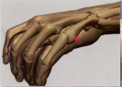 con el puño ligeramente cerrado, en el extremo cubital
del pliegue transversal proximal, en la 5a articulación
metacarpofalángica, en el límite entre la carne roja
y la carne blanca