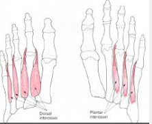 Interossei 
 • Resist extension of metatarsalphalangeal joints 
• Resist flexion of interphalangeal joints 
• Consider the extensor hoods