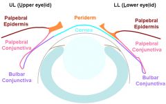 The conjuctiva is a muscus membrane that surrounds the eye. It has two layers, a Palpebral layer and a bulbar layer. The two layers are continuous with one another, with the Palpebral layer coming off the Palpebral Epidermis and the Bulbar layer ...