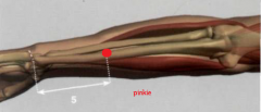 en la parte externa del antebrazo, 5 Tsun por encima
del pliegue dorsal de la muñeca, en la línea de unión
entre ID 5 e ID 8