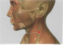 en el borde posterior del m. esternocleidomastoideo,
lateralmente hasta el cartílago tiroides, por detrás
d e l G 18