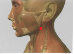 por detrás del ángulo mandibular, en la depresión
del borde anterior del m. esternocleidomastoideo