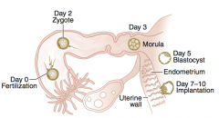 Formation of:
- Zygote (day 2)
- Morula (day 3)
- Blastocyst (day 5)

Implantation of Blastocyst