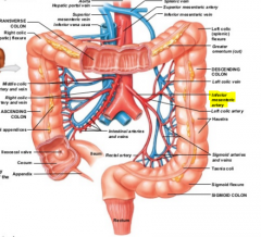 -located in the pelvis
-supplied by inf. mesenteric artery and internal iliac branches (anastomosis)
-Hypertension = hemorrhoids