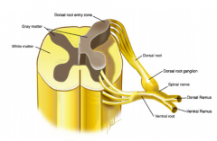 Cellichamen van sensibele neuronen, het dorsaal wortelganglion is een verdikking in de dorsale radix