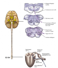 In het bulbosacrale deel, in de hersenstam (bulbus) in de hersenzenuwkernen en laterale hoorn van het ruggenmerg (S2-S4)