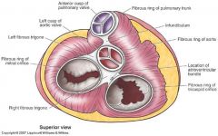 dense, fibrous CT, sits btwn atria & ventricles & forms a rings around each of the 4 heart valves
Functions:
-maintain structural integrity of openings
-provide attachment point for valve cusps
-electrically isolates atria from ventricles