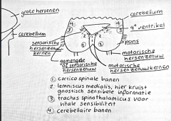 Ipsilateraal, motorische hersenzenuw(kernen) aangetast


Puur motorische kern en/of zenuw
Vb. nucleus hypoglossis
nervus hypoglossus