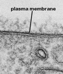 What is the plasma membrane made up of?