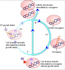 Oncogene is a gene that, when mutated or dysregulated, participates in the onset and development of cancer. (Normal form is called a “proto-oncogene”).

When activated the protein may be…
- Expressed at a greater level (more protein in th...