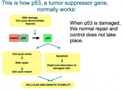 A tumor suppressor gene is a gene that protects a cell from one step in the cancer pathogenesis process. The gene product may be a protein that maintains the normal cell cycle, inhibits an oncogene, inhibits cell division, etc.

When a tumor sup...