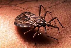enfermedad de Chagas