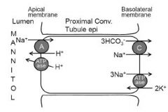 a. Osmotic diuretics such as mannitol are small molecules that are filtered
at the glomerulus but not subsequently reabsorbed in the nephron.
b. They constitute an intraluminal osmotic force limiting reabsorption of
water across water-permeable...