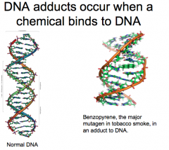 Chemical agents induce chemical changes in DNA.

- Chemical agents might covalently bing to DNA, creating a DNA adduct. 
- Chemical carcinogens may cause changes to RNA and proteins, which influence the regulation of proliferation; epigenetic c...