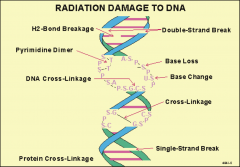- Causes chromosome breaks and translocations. 
- Interferes with DNA repair.
- Radiation used to treat one form of cancer can trigger another cancer later in life.