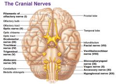 Nervus vagus
- 

Speelt samen met n. 9 rol in sensibiliteit en motoriek keel(slikken)