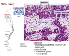 Pseudostratified ciliated columnar epithelium containing goblet cells = Respiratory Epithelium
