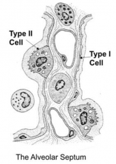 Alveolar Epithelium:
- Squamous type I alveolar cells or Pneumocytes (95% of surface area)
- Cuboidal type II alveolar cells or Pneumocytes (5% of surface area)