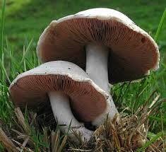   mushroom