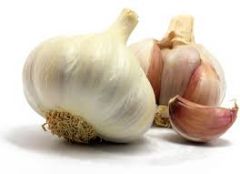  garlic