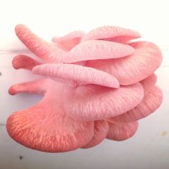 Mushroom/Hongo
