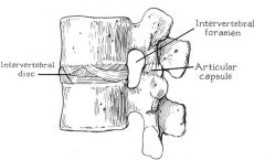 two articulating vertebrae and the intervertebral disc.