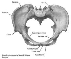 (os coxae)
pubic symphysis, 
pubic crest and tubercle,
pectineal line of the superior pubic ramus, 
arcuate line, 
(sacrum)
ala, 

promontory