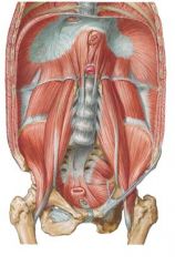 psoas major (medial)
iliacus (inferior lateral, wraps around iliac crests)
quadratus lumborum (superior lateral, but lower than diaphragm)